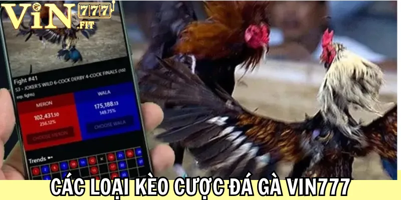 Đá Gà Vin777 - Sảnh Cược Chuyên Nghiệp, Cược Uy Tín 2025 3 Các loại kèo cược đá gà Vin777