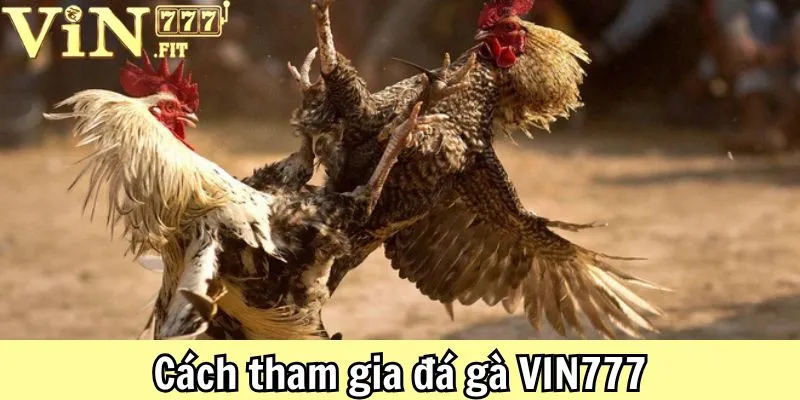 Luật Đá Gà VIN777: Chi Tiết Về Các Hình Thức Phổ Biến 4 Luật Đá Gà VIN777