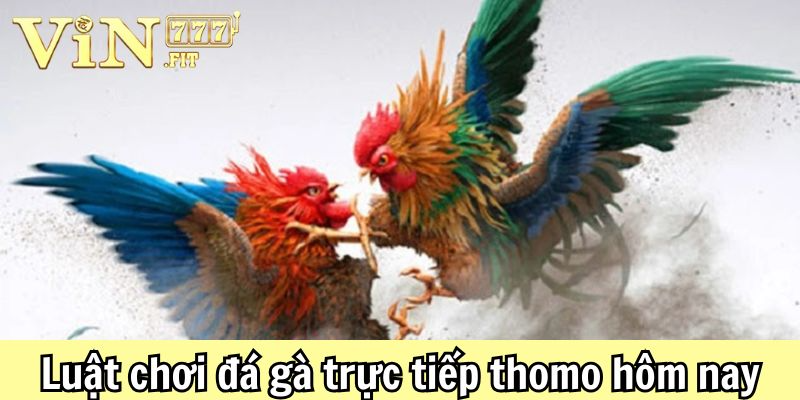 Tham gia đá gà thomo hôm nay: khởi đầu cùng vin777 3 Đá gà Thomo hôm nay Vin777
