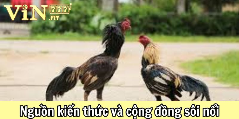 Tham gia đá gà thomo hôm nay: khởi đầu cùng vin777 5 Đá gà Thomo hôm nay Vin777