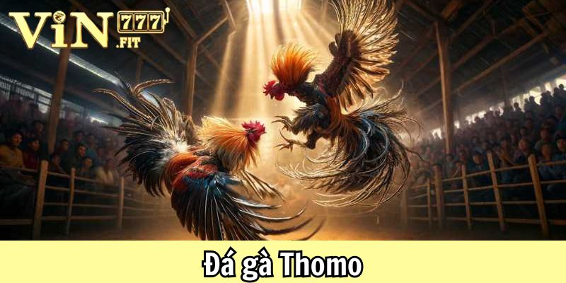 Tham gia đá gà thomo hôm nay: khởi đầu cùng vin777 1 Đá gà Thomo hôm nay Vin777