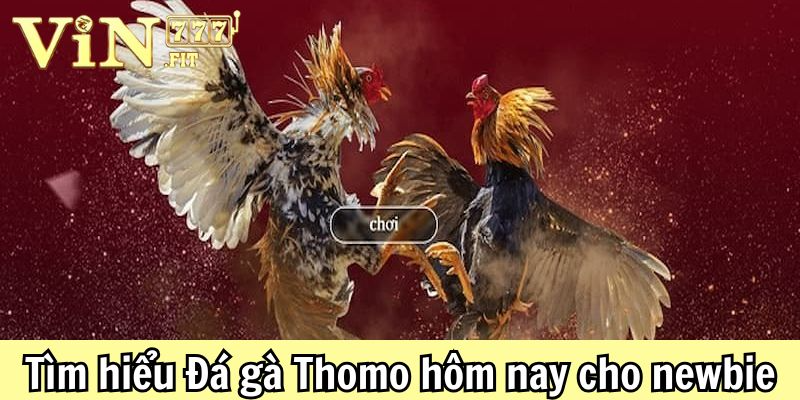 Tham gia đá gà thomo hôm nay: khởi đầu cùng vin777 2 Đá gà Thomo hôm nay Vin777