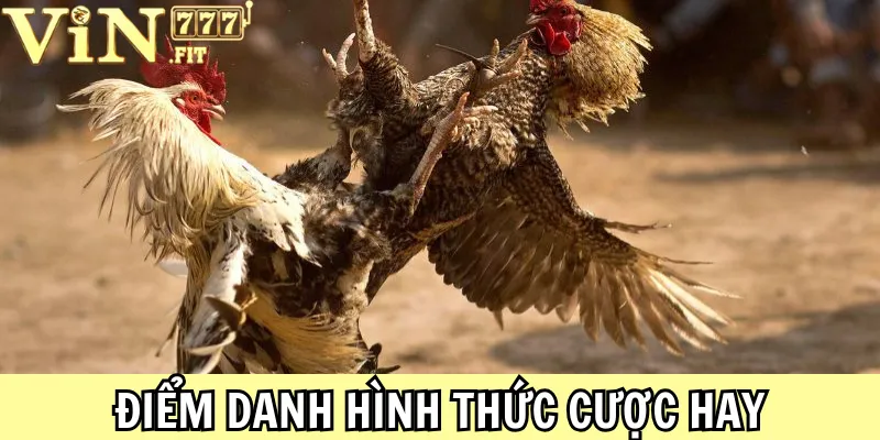 Đá Gà Vin777 - Sảnh Cược Chuyên Nghiệp, Cược Uy Tín 2025 2 Đá Gà Vin777