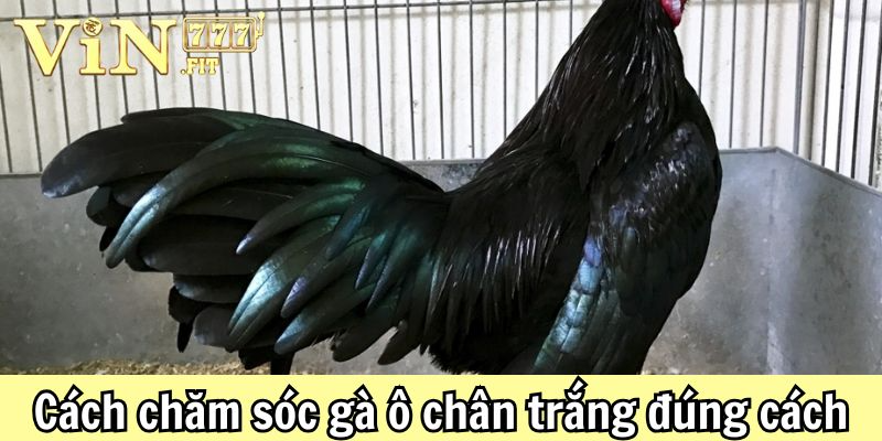 Gà ô chân trắng: giải mã sức hút và bí quyết nuôi dưỡng chiến kê quý 5 Gà ô chân trắng Vin777