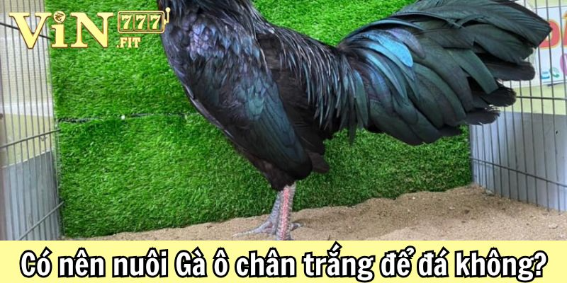 Gà ô chân trắng: giải mã sức hút và bí quyết nuôi dưỡng chiến kê quý 4 Gà ô chân trắng Vin777