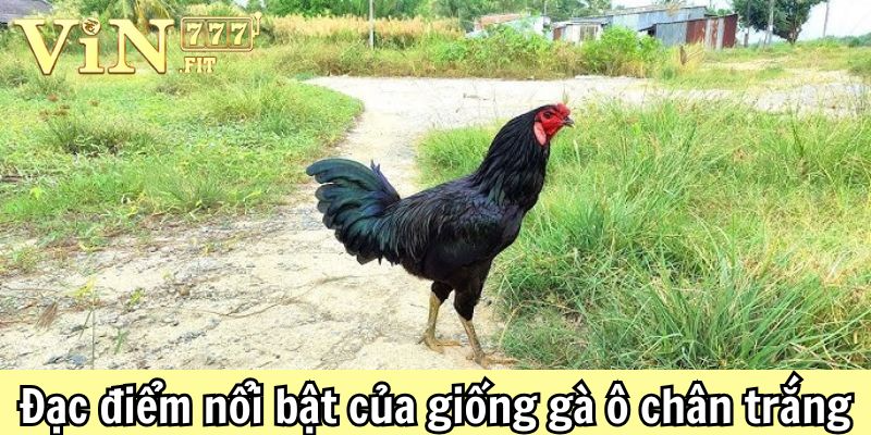 Gà ô chân trắng: giải mã sức hút và bí quyết nuôi dưỡng chiến kê quý 3 Gà ô chân trắng Vin777