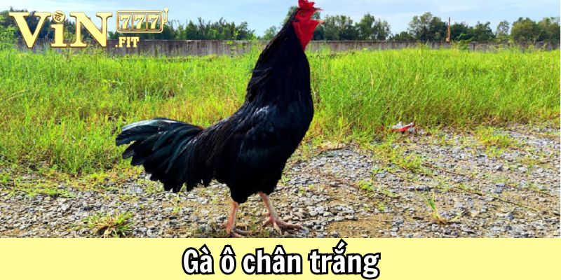 Gà ô chân trắng: giải mã sức hút và bí quyết nuôi dưỡng chiến kê quý 1 Gà ô chân trắng Vin777