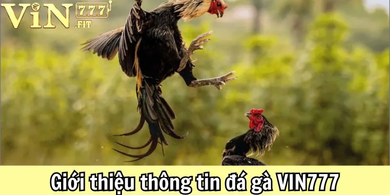 Luật Đá Gà VIN777: Chi Tiết Về Các Hình Thức Phổ Biến 2 Luật Đá Gà VIN777