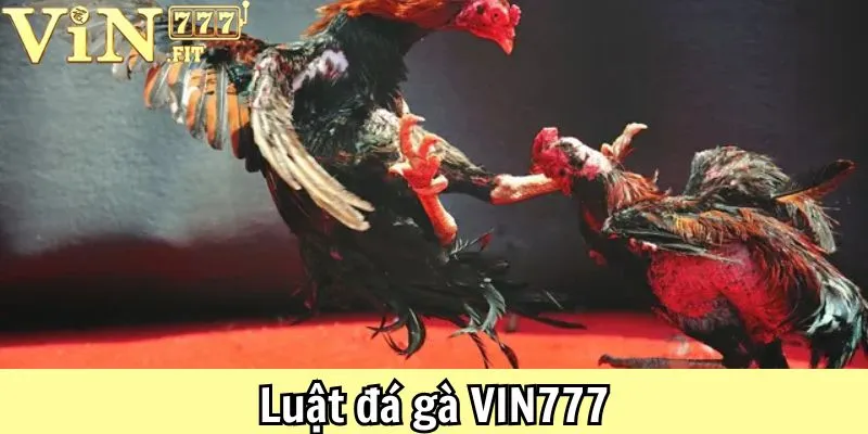 Luật Đá Gà VIN777: Chi Tiết Về Các Hình Thức Phổ Biến 3 Luật đá gà VIN777 chi tiết từ A đến Z